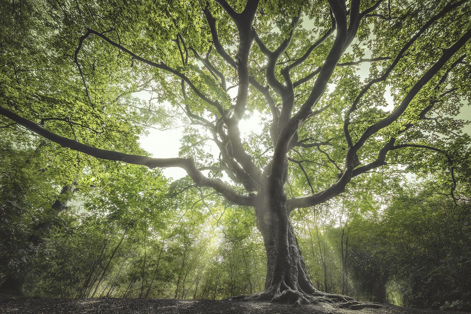 Grande albero dai rami intrecciati in un bosco illuminato dal sole
