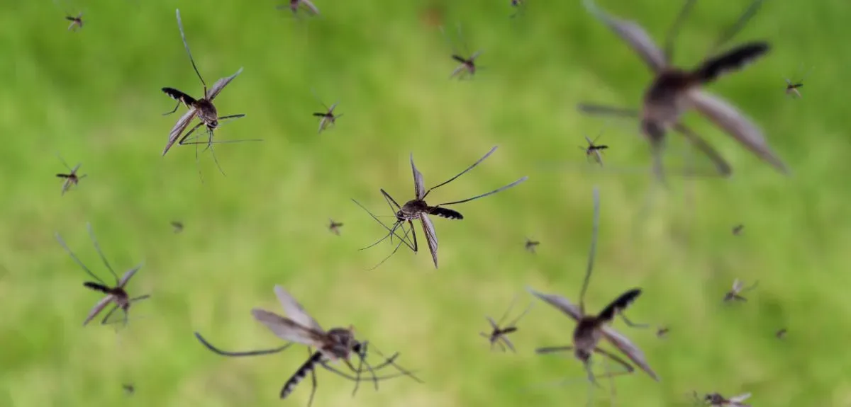 Cosa fare se hai il giardino infestato da mosche e zanzare